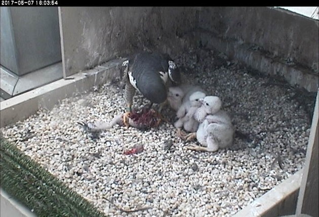 Feeding time at the Cathedral of Learning, 7 May 2017 (photo from the National Aviary snapshot camera)