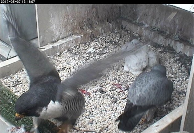 After the feeding, Terzo arrives and Hope takes out the garbage (photo from the National Aviary snapshot camera at Univ of Pittsburgh)
