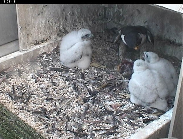 Hope feeds three chicks at the Cathedral of Learning,15 May 2017 (photo from the National Aviary falconcam at Univ of Pittsburgh)