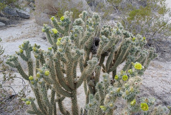 Cholla cactus with bird nest (photo from Wikimedia Commons)