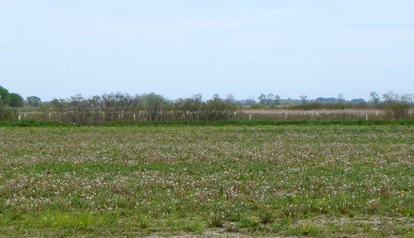 This field is green though weedy, Ottawa County, Ohio, early May 2017 (photo by Kate St. John)