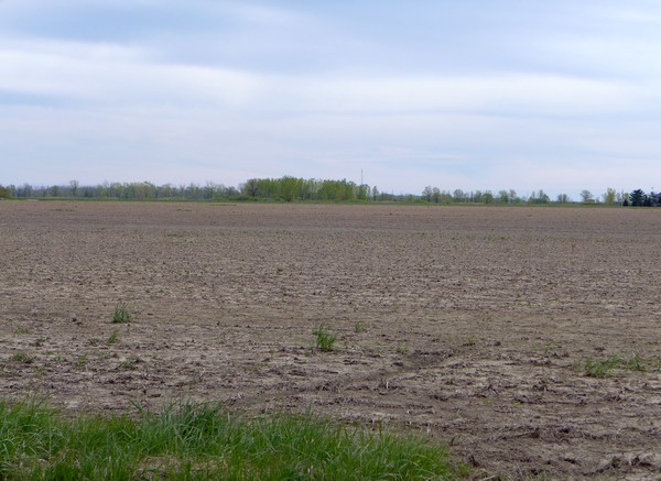 Acres of farmland without plants and insects, Ottawa County, Ohio, early May 2017 (photo by Kate St.John)