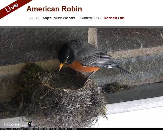 Father robin looks at his nestlings (screenshot from American Robin Nestcam at Cornell Lab). Click on the image to watch the nestcam