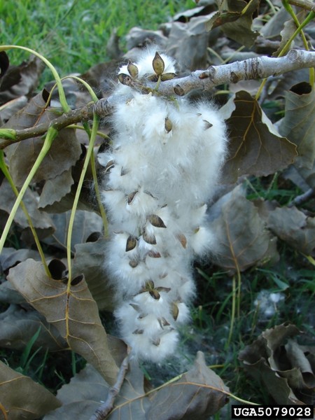 Eastern cottonwood seeds, still on the branch (photo by Troy Evans, Great Smoky Mountains National Park, Bugwood.org)