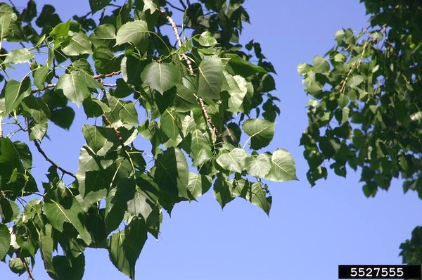 Cottonwood leaves (photo by T. Davis Sydnor, The Ohio State University, Bugwood.org)