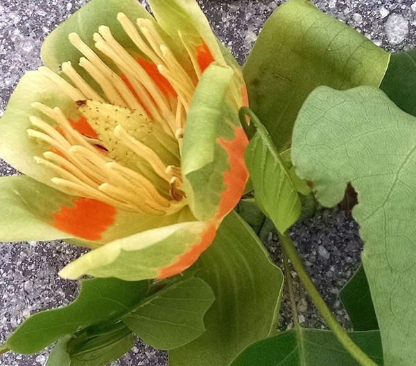 Side view of tulip tree flower (photo by Kate St. John)