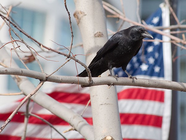 American crow in Wisconsin (photo from Wikimedia Commons)