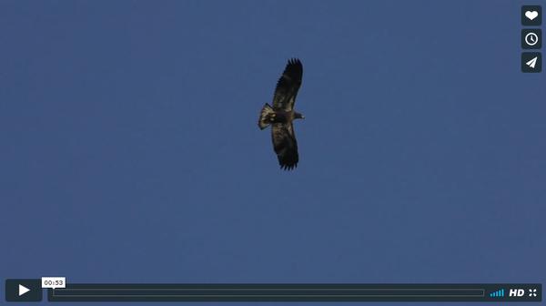 H7 flies well but lands poorly (screenshot of Gerry Devinney video)