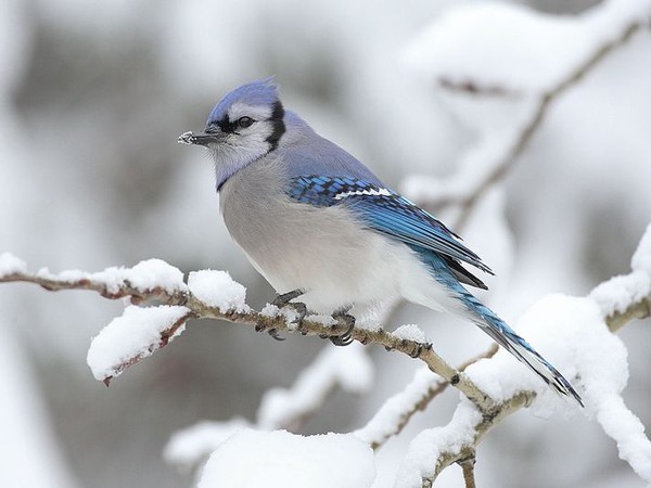 Blue jay at Algonquin Park, Canada (photo from Wikimedia Commons)