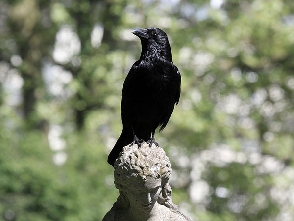 Carrion crow in London, UK (photo by http://www.sharpphotography.co.uk/ via Wikimedia Commons)