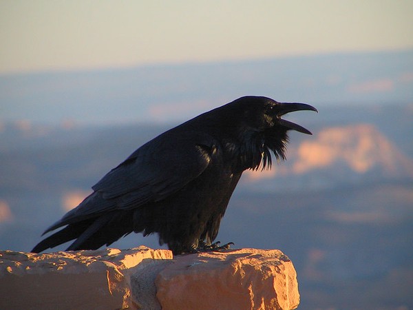 Common raven, Bryce Canyon, Utah (photo from Wikimedia Commons)