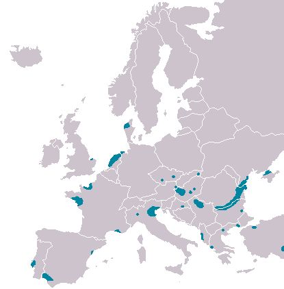 Breeding range of Eurasian spoonbill in Europe (map from Wikimedia Commons)