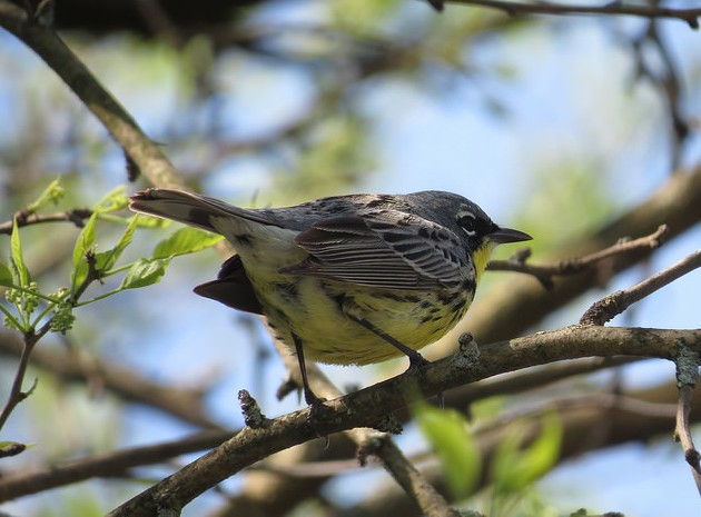 Kirtland's warbler, Montgomery County, Ohio, 6 May 2016 (photo by Brian Wulker), Creative Commons license on Flickr)