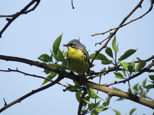 Kirtland's warbler, Montgomery County, Ohio, 6 May 2016 (photo by Brian Wulker on Flickr, Creative Commons license)