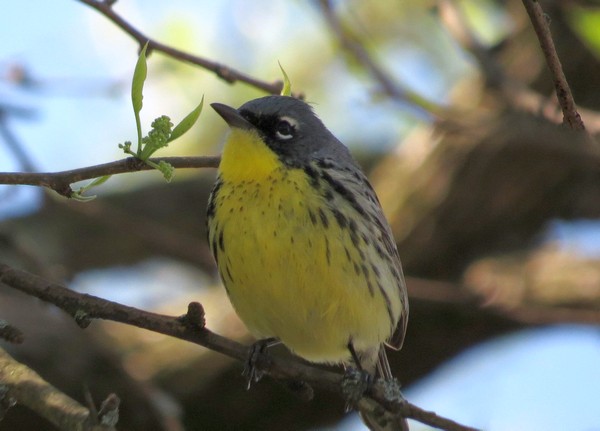 Kirtland's warbler (photo by Brian Wulker via Flickr, Creative Commons license)