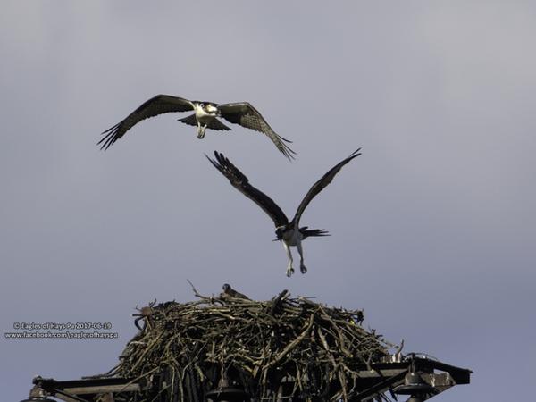 Ospreys at their nest near Duquesne (photo by Dana Nesiti)