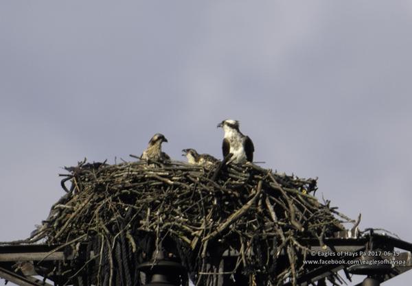 Osprey nest with two young near Duquesne (photo by Dana Nesiti)