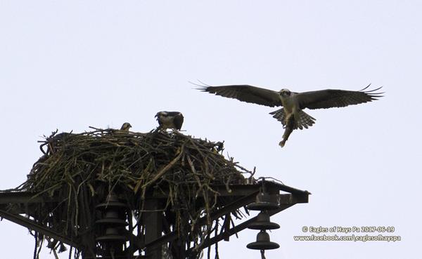 Incoming! An adult osprey brings fish to the nest near Duquesne, 19 June 2017 (photo by Dana Nesiti)