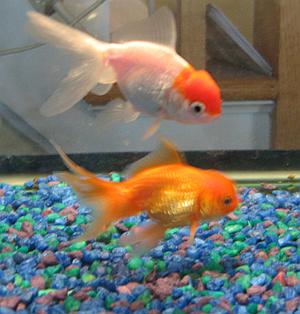 Goldfish (photo from Wikimedia Commons)