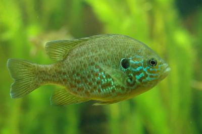 Pumpkinseed fish (photo from Wikimedia Commons)