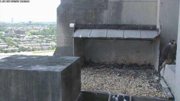 Juvenile peregrine rests near the nest, 12:22pm, 2 June 2017 (photo from the National Aviary falconcam at Gulf Tower)