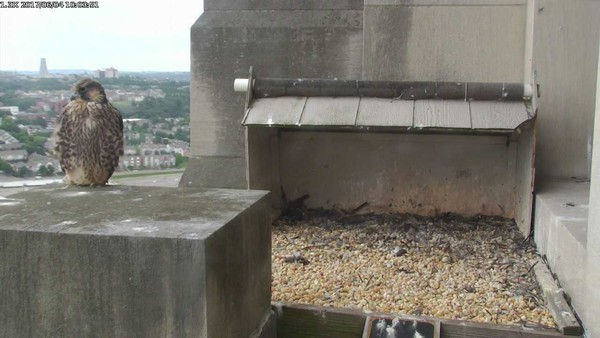 Juvenile peregrine at the Gulf Tower, 4 June 2017 (photo from the National Aviary falconcam at Gulf Tower)