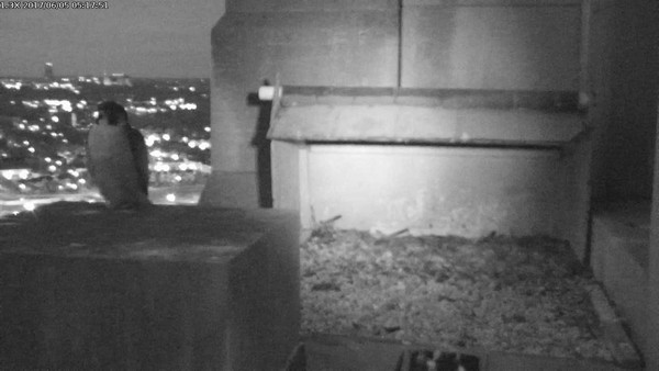 Louie before dawn at the Gulf Tower nest (photo from the National Aviary falconcam)