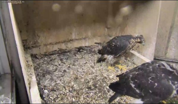 A Pitt peregrine chick looks at a sibling in the gully, 31 May 2017 (photo from the National Aviary falconcam at Univ of Pittsburgh)