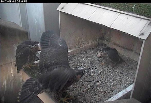One chick flaps while the other two look upside down (photo from the National Aviary falconcam at Univ of Pittsburgh)