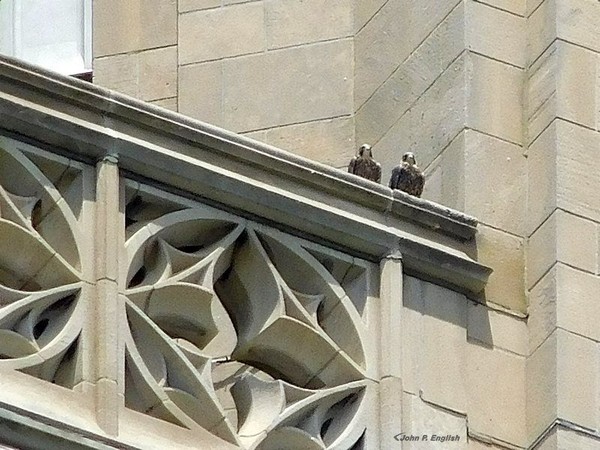 Two of three young peregrines on the nest rail at Pitt, 2 June 2017 (photo by John English)