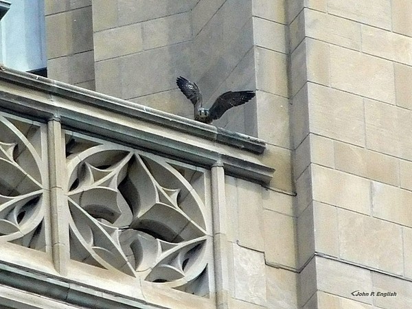 Flap-practice at the Cathedral of Learning, 4 June 2017 (photo by John English)