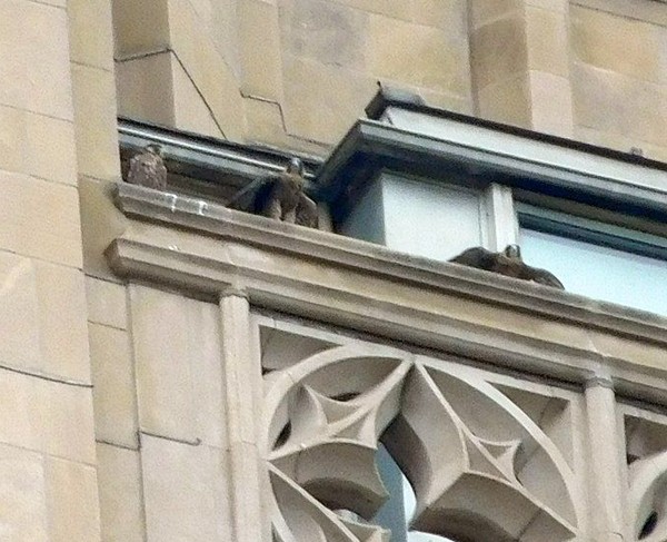 Three juvenile peregrines in the nest rail at the Cathedral of Learning (photo by John English)