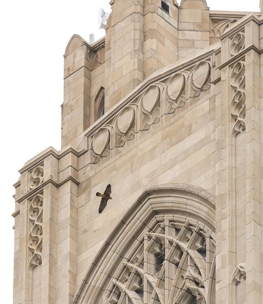 Pitt fledgling flies around the Cathedral of Learning, 7 June 2017 (photo by Peter Bell)