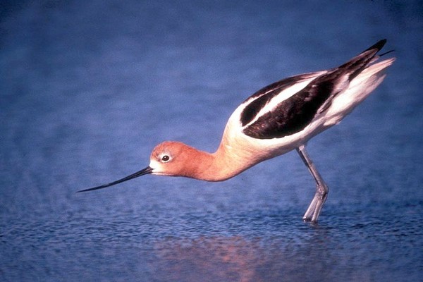 American avocet (photo from Wikimedia Commons)