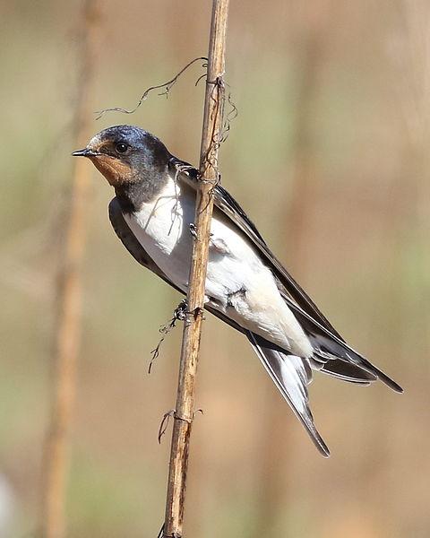 Barn swallow in South Africa (photo from Wikimedia Commons)