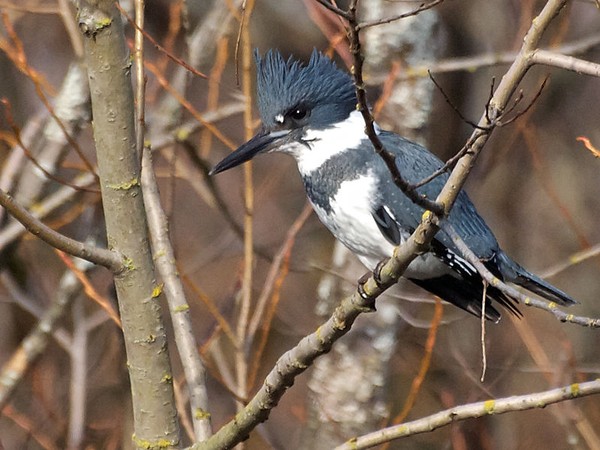 Belted kingfisher, Seattle (photo from Wikimedia Commons)