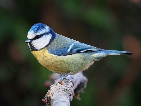 Blue tit in Lancashire, England (photo from Wikimedia Commons)