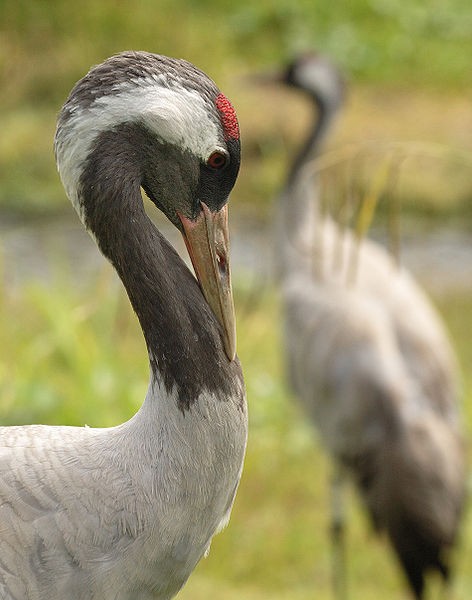 Closeup of Eurasian crane (photo from Wikimedia Commons)