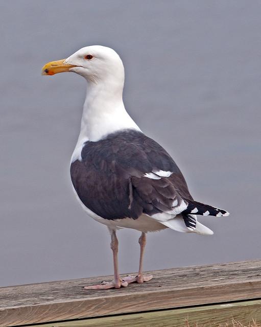 Great black-backed gull (photo by shellgame on Flickr, Creative Commons license)