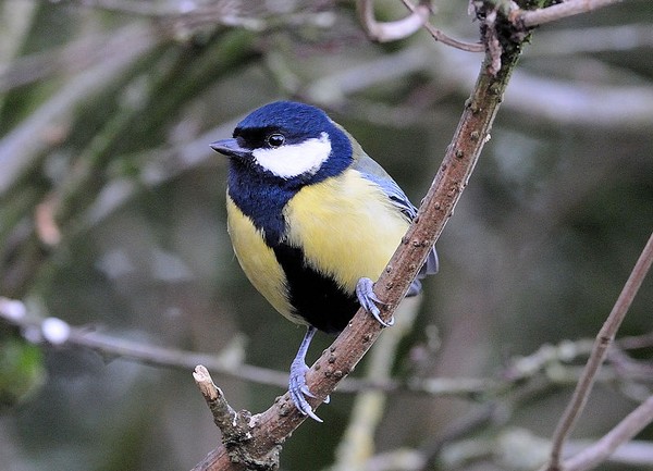 Great tit, England (photo from Wikimedia Commons)