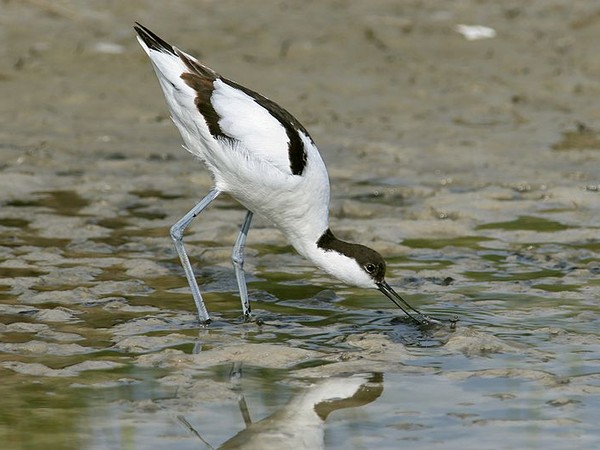 Pied avocet, Netherlands (photo from Wikimedia Commons)