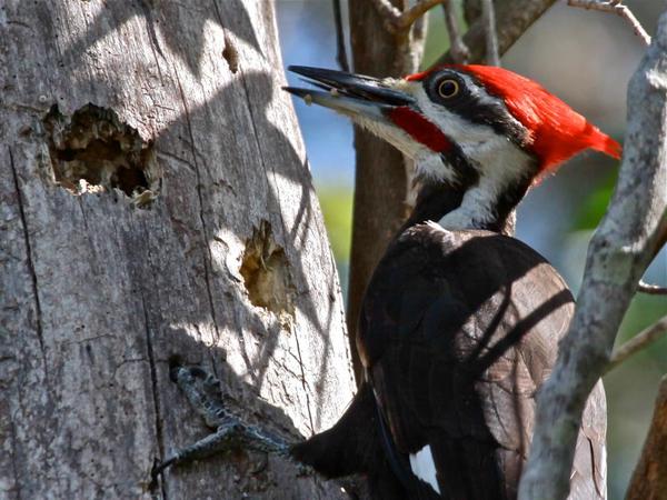 Pileated woodpecker, April 2012 (photo by Chuck Tague)