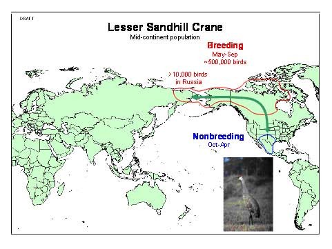 Some sandhill cranes breed in Russia (map from USGS)