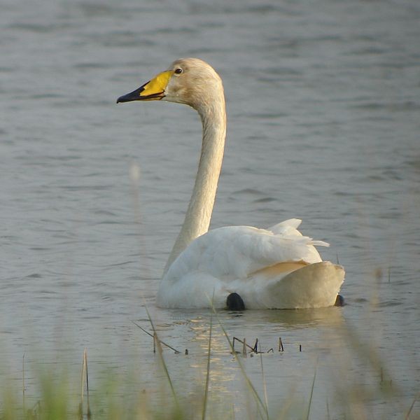 Whooper swan (Cygnus cygnus), photo from Wikimedia Commons
