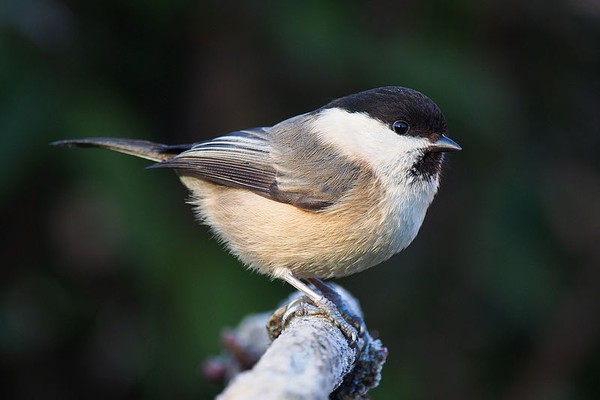 Willow tit, Lancashire, England (photo by Francis Franklin via Wikimedia Commons)