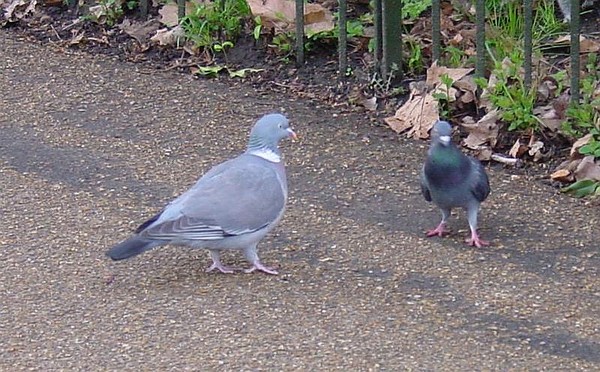 Wood pigeon and feral rock pigeon (photo from Wikimedia Commons)