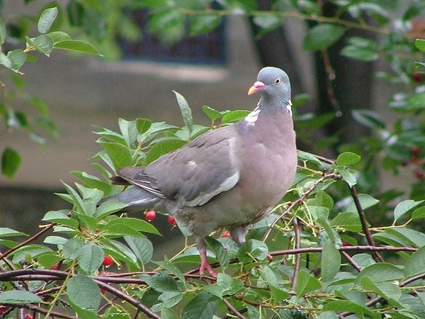 Common Woodpigeon in Gdansk (photo from Wikimedia Commons)