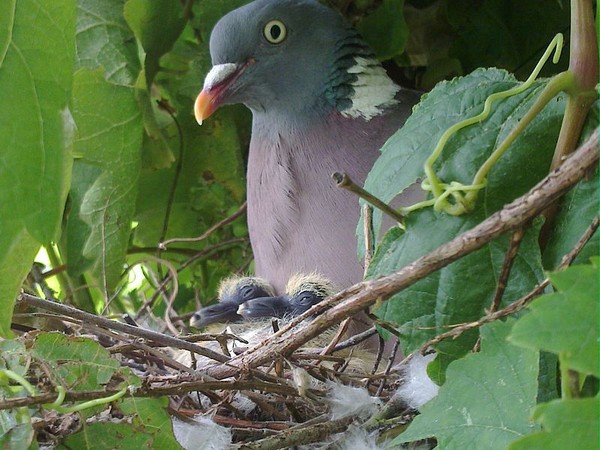 Wood pigeon with chicks at nest (photo from Wikimedia Commons)