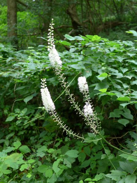Black cohosh in bloom, 15 July 2017 (photo by Kate St. John)