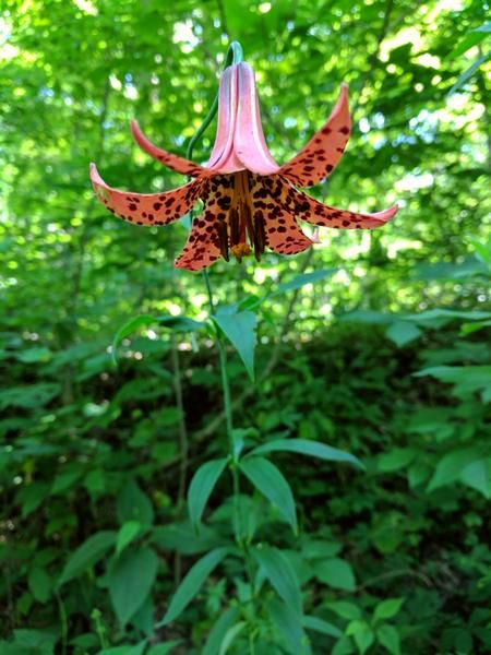 Canada Lily, Raccoon Creek State Park, 9 July 2017 (photo by Kate St. John)